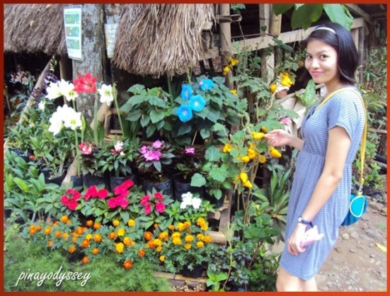 Beautiful plants on sale