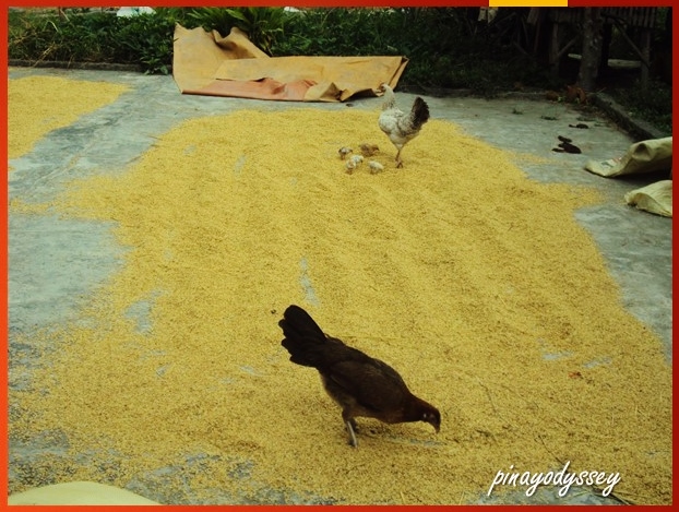 Rice grains being dried out.. or eaten by chickens XD
