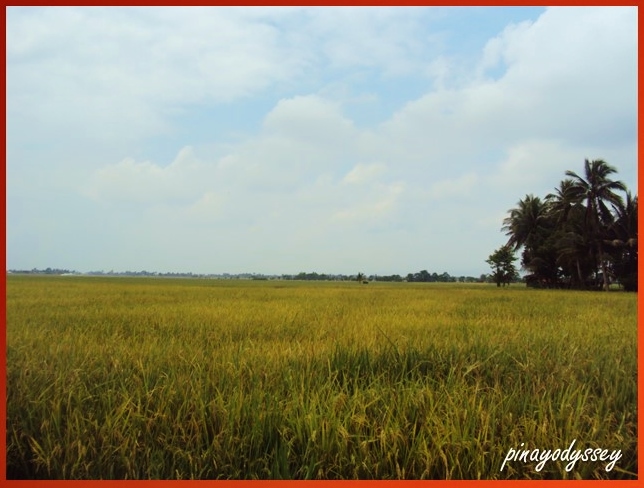 Rice fields
