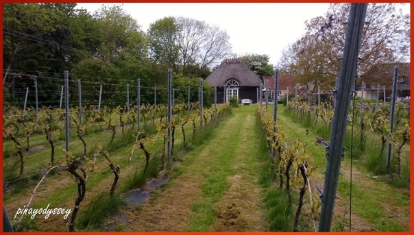 Skaarupøre Vingaard