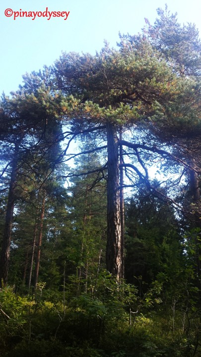 Norwegian trees