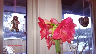 Pepperkake lanterns by the window