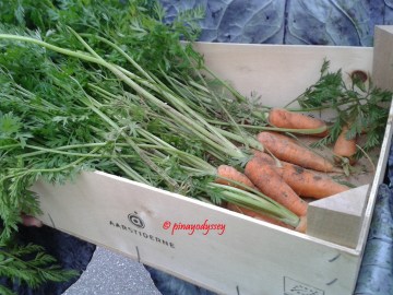 Freshly harvested carrots