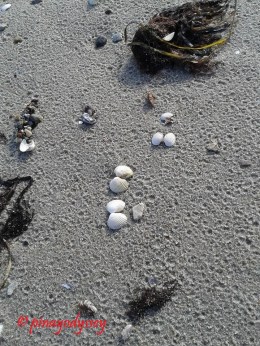 Tiny seashells by the seashore