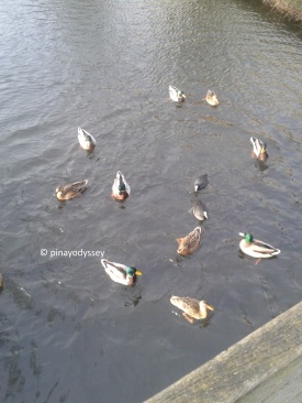 Ducks-feeding