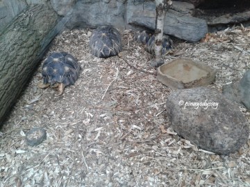 Turtles