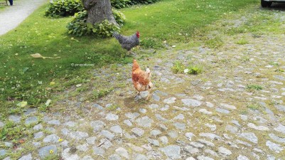 Chicken on the loose!