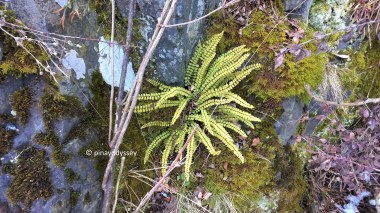 A wild plant on the way