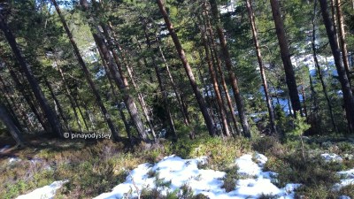Covering up the dead bonfire with snow