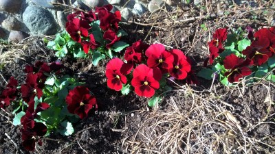 Copenhagen in spring