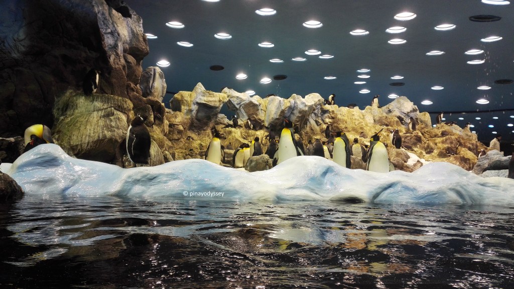 TENERIFE: Visiting Loro Parque, TripAdvisor’s best zoo in&nbsp;Europe!