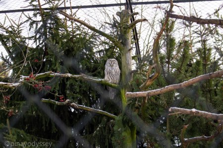 A white owl