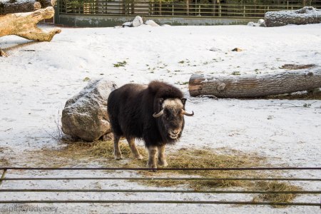 Helsinki zoo