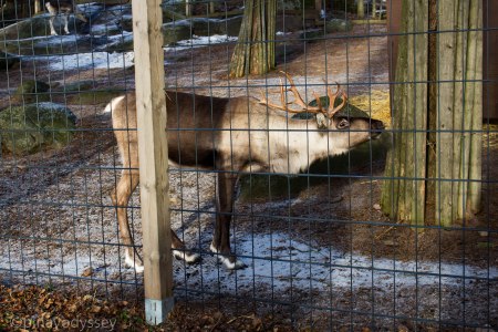Helsinki zoo