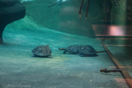 Turtles under water