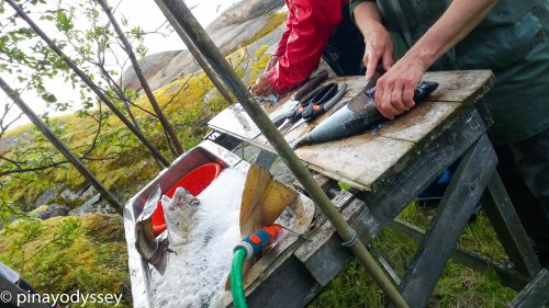 Our Norwegian hosts cleaning the fish we caught