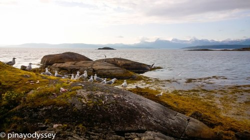 Wild birds feasting on the fish innards
