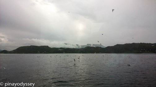 Wild birds diving for food