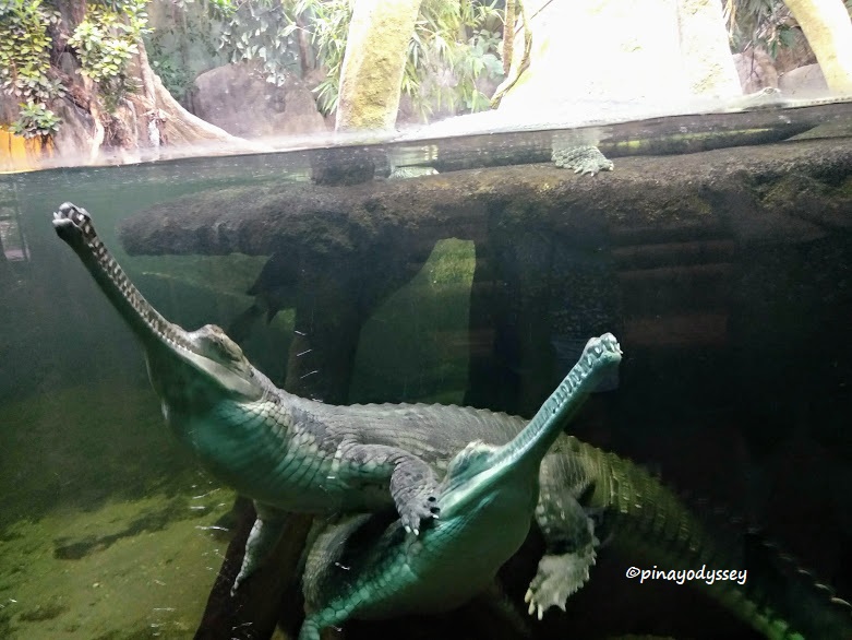 Interrail Adventure 2018 Day 3: Prague Zoo – the fifth best in the&nbsp;world!