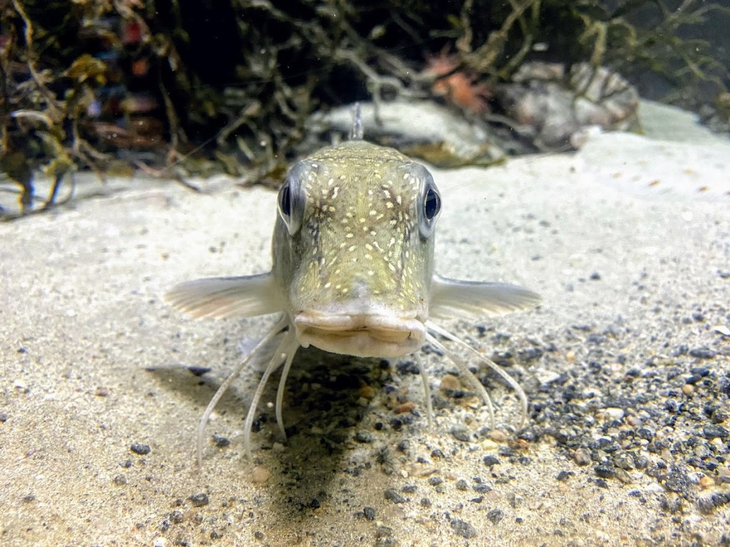RoadTrip #6.2: Visiting Norway’s first marine science center – the Atlanterhavsparken Aquarium and Science Center in&nbsp;Ålesund