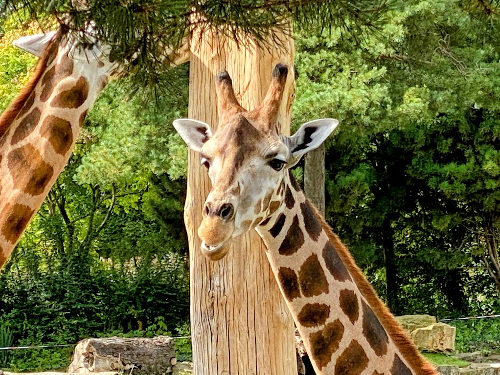 RoadTrip #37.10: Eurotrip Day 10/13 – From Karlovy Vary, CZ to Wolfsburg, DE (ft. Leipzig&nbsp;Zoo)